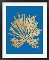 Pacific Sea Mosses II Blue Framed Print