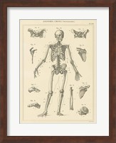 Skeleton Chart Fine Art Print