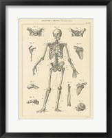 Skeleton Chart Fine Art Print