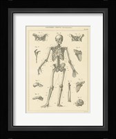 Skeleton Chart Fine Art Print