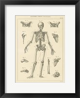 Skeleton Chart Framed Print