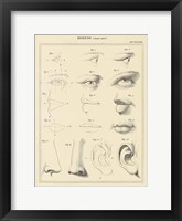 Face Chart Framed Print