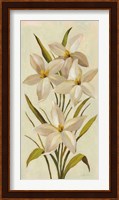 Elegant White Florals II Fine Art Print
