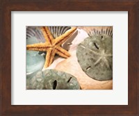 Sand Dollars And Starfish Fine Art Print