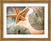 Sand Dollars And Starfish Fine Art Print