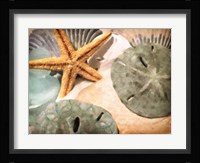 Sand Dollars And Starfish Fine Art Print