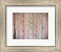 Birch Logs On Pink Fine Art Print