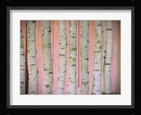 Birch Logs On Pink Fine Art Print