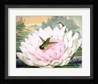 Emerald Hummingbirds Fine Art Print