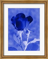 Cobalt Rosebud Fine Art Print