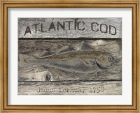 Atlantic Cod Fine Art Print