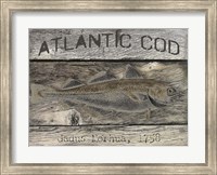 Atlantic Cod Fine Art Print