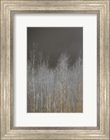 Silver Forest I Fine Art Print