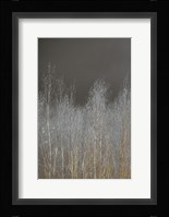 Silver Forest I Fine Art Print