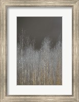 Silver Forest I Fine Art Print