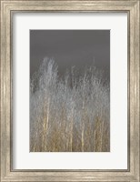 Silver Forest II Fine Art Print