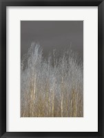 Silver Forest II Framed Print