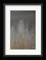 Silver Forest III Fine Art Print