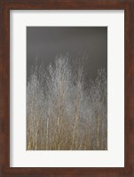 Silver Forest III Fine Art Print