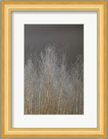 Silver Forest III Fine Art Print