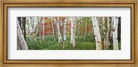 White Birch Trees In Wild Gardens Of Acadia, Acadia National Park, Maine Fine Art Print