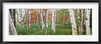 White Birch Trees In Wild Gardens Of Acadia, Acadia National Park, Maine Fine Art Print