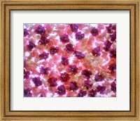 Full Frame Of Pink And Purple Flowers Fine Art Print