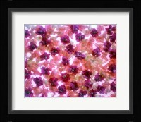 Full Frame Of Pink And Purple Flowers Fine Art Print