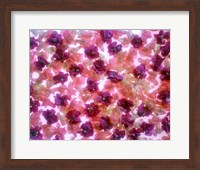Full Frame Of Pink And Purple Flowers Fine Art Print