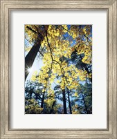 Autumn Trees CA Fine Art Print