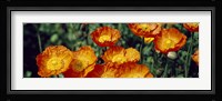 Poppies In Bloom, Japan Fine Art Print