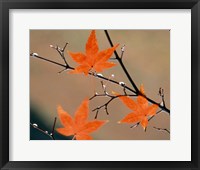 Red Autumn Leaves On Branches, Kyoto, Japan Fine Art Print