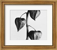 Twig With Seed Pods Fine Art Print