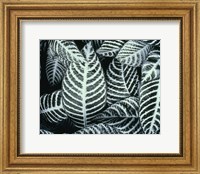 Zebra Leaves Fine Art Print