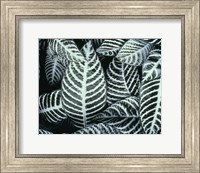 Zebra Leaves Fine Art Print