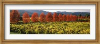 Crop In A Vineyard, Napa Valley, California Fine Art Print