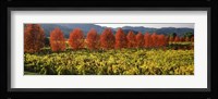 Crop In A Vineyard, Napa Valley, California Fine Art Print