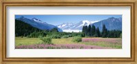 Fireweed, Mendenhall Glacier, Juneau, Alaska Fine Art Print