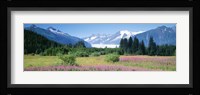 Fireweed, Mendenhall Glacier, Juneau, Alaska Fine Art Print