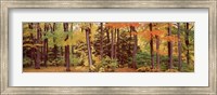 Autumn Trees In A Forest, Chestnut Ridge Park, New York Fine Art Print