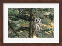 Owl In Tree Fine Art Print