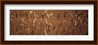 Detail Wheat Fine Art Print