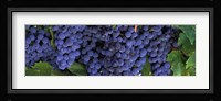 Grapes On The Vine, Napa, California Fine Art Print