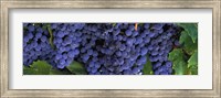 Grapes On The Vine, Napa, California Fine Art Print