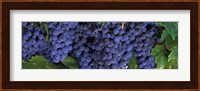 Grapes On The Vine, Napa, California Fine Art Print
