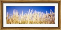 Marram Grass In A Field, Washington State Fine Art Print
