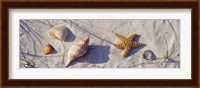 Close-Up Of A Starfish And Seashells On The Beach, Dauphin Island, Alabama Fine Art Print