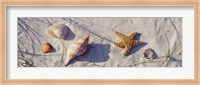 Close-Up Of A Starfish And Seashells On The Beach, Dauphin Island, Alabama Fine Art Print