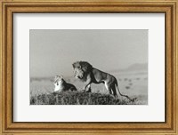 Lion And Lioness On A Hill Fine Art Print