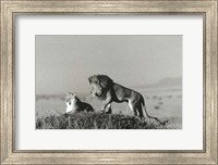 Lion And Lioness On A Hill Fine Art Print